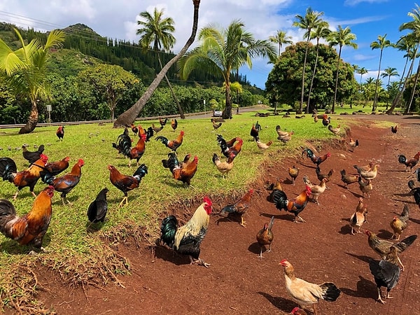 7. Rotamızı Kauai, Hawaii'ye çeviriyoruz: Bu kez ev sahiplerimiz tavuklar