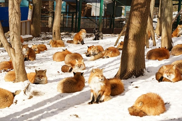 6. Zao Tilki Köyü, Japonya