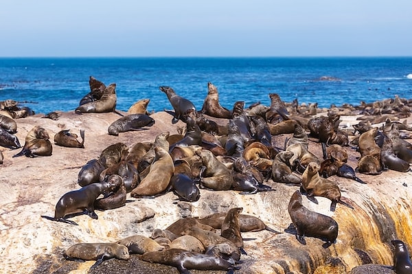 10. Güney Afrika, Seal Adası'nda ise bizi foklar karşılıyor.