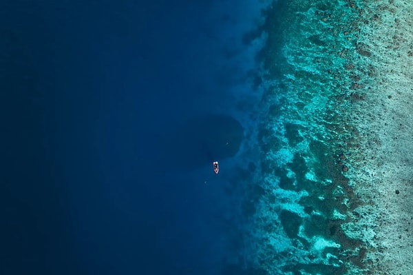 Keşfedilen dev mercan.  Steve Spence/National Geographic