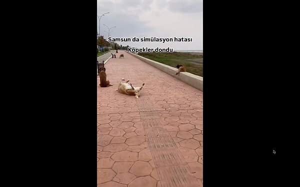 Samsun'da birkaç köpeğin sokak ortasında dakikalarca aynı pozisyonda kaldığı görüldü.