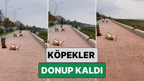 Simülasyon Hata Verdi: Samsun'da Bir Grup Köpek Dakikalarda Aynı Şekilde Donup Kaldı