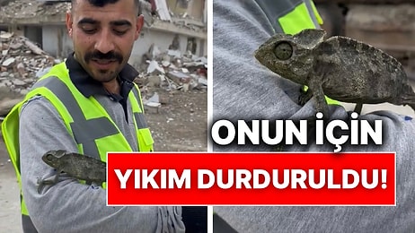 Adana’da Hasarlı Binanın Yıkımı Esnasında Bulunan Bukalemun İçin Yıkım İşlemi Durduruldu