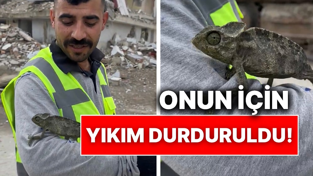 Adana’da Hasarlı Binanın Yıkımı Esnasında Bulunan Bukalemun İçin Yıkım İşlemi Durduruldu