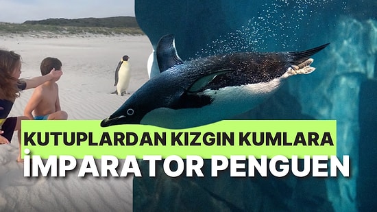 Antarktikalı Penguen En Sıcak Ülkede: İmparator Penguenin Avustralya’nın Kızgın Kumlarında Ne İşi Vardı?