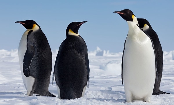 İmparator penguenler ise penguengiller familyasının en büyük türü. 1.30 metre boyunda ve 60 kilo ağırlığına kadar ulaşan imparator pengueni, Antarktika’nın buzullarında yaşıyor.