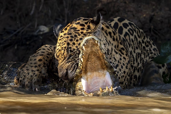 8. Jaguar'ın Brezilya'nın Pantanal sulak alanında kafatası kıran ısırığını gösteren bir fotoğraf.