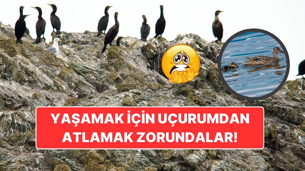 Deniz Kazlarının Yavruları Neden Uçurumdan Atlamak Zorunda? Doğanın En Zorlu Hayatta Kalma Hikayesi!