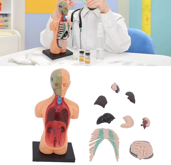 İnsan Anatomisi Modeli