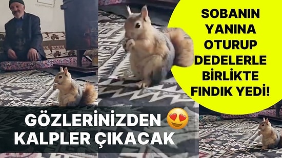 Dedelerle Birlikte Sobanın Yanında Oturup Fındık Yiyen Sincap İzleyenleri Tatlılık Krizine Soktu