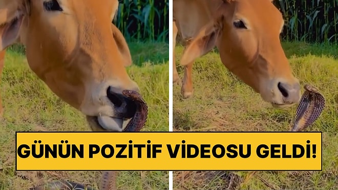 Günün Pozitif Videosu Geldi: İnek ile Yılanın Sevgi Dolu Anları Kalpleri Eritti