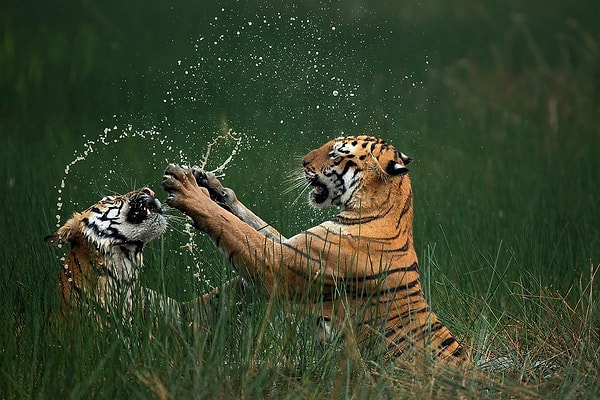 NBP International Grand Prize Winner: Bengal Tigers