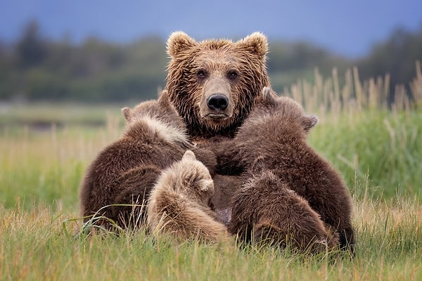 High Honor Award: Alaskan Brown Bear and Cubs