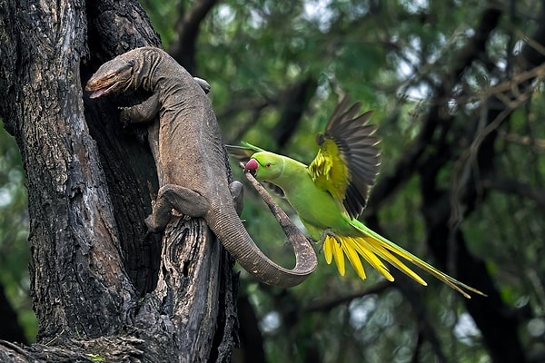 High Honor Award: Lizard Biting a Budgerigar