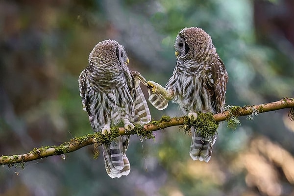 High Honor Award: Barred Owls