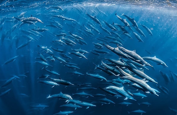 Ocean Scene Winner: Spinning Dolphins