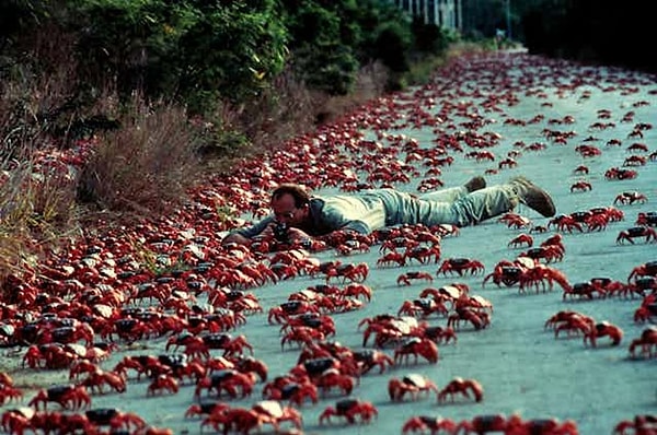 Crab Invasion on Christmas Island, Australia