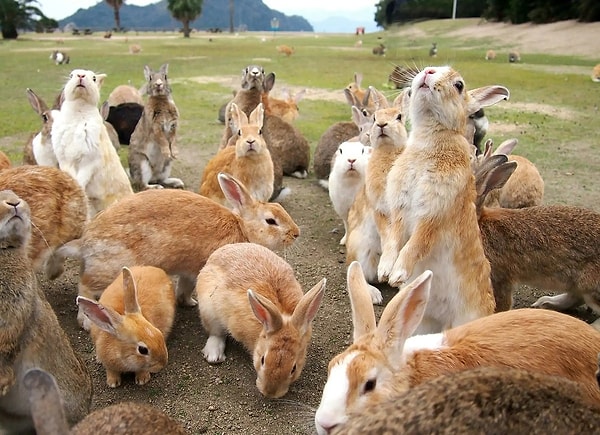 Could These Be the Descendants of Rabbits Used in WWII Experiments?