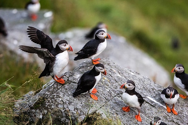 Runde Island, Norway: Dominated by Birds