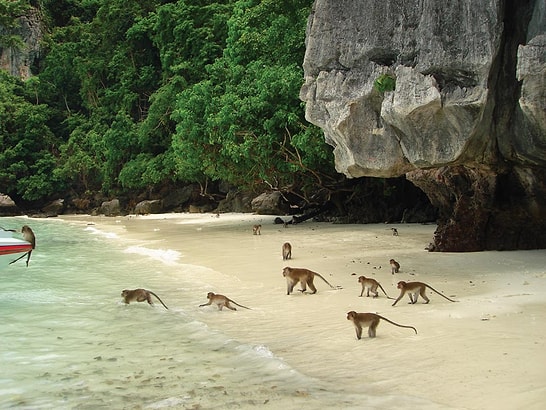 10 Incredible Places Overrun by Animals: The Real Animal Kingdoms Around the World