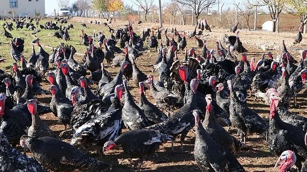 Öte yandan Doğancan D.'nin çalışma arkadaşı olan yaklaşık 40 kişiyi 50 milyon lira dolandırdığı ortaya çıktı.