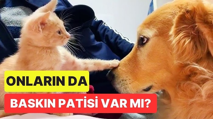 Hayvanlarda da Tıpkı İnsanlardaki Gibi Sağlak veya Solak Olma Durumu Var mı?