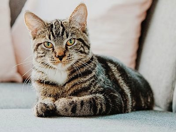 Kedi