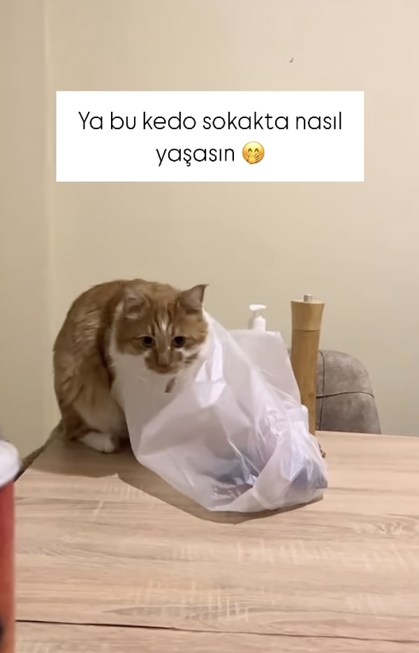 Sevimli bir kedi poşete takılı kaldı ve bir türlü çıkamadı.