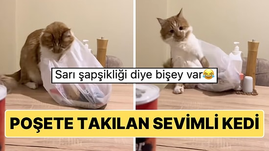 Poşete Takılan Sevimli Kedinin ''Şapşik'' Anları Sosyal Medyada Beğenileri Topladı