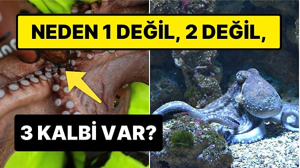 6. Ahtapotların Üç Tane Kalbe Sahip Olmasının Arkasında Yatan İlginç Sebep