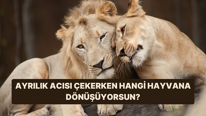 Ayrılık Acısı Çekerken Hangi Hayvana Dönüşüyorsun?