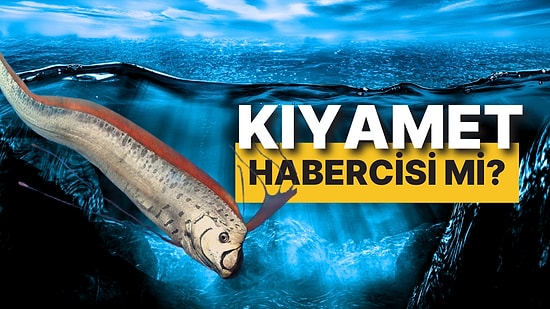 Mitolojinin Kıyamet Habercisi Ortaya Çıktı: Alacakaranlık Kuşağında Yaşayan Kürek Balıkları Sahile Vurdu