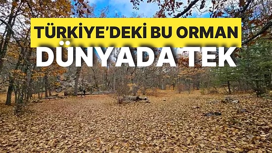 Türkiye’deki Bu Orman Dünyada Tek: Sadece Özel İzinle Girilebiliyor