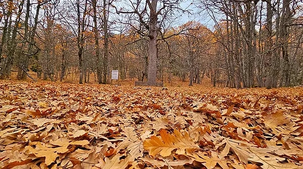 Kasnak Meşesi Tabiatı Koruma Alanı, Isparta’nın Eğirdir ilçesine bağlı Yukarı Gökdere köyü sınırlarında bulunuyor. Bu orman dünyada özel izinle girilebilen tek orman özelliğini taşıyor.