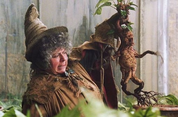 13. Pomona Sprout