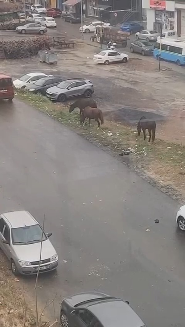 Başıboş atlar, boş arsalarda otlarken ya da trafiğin ortasında yürürken ilginç görüntüler oluşturuyor. Yetkililerin bu duruma çözüm bulması beklenirken, atların sahiplerinin bulunup bulunamayacağı merak konusu oldu. Şehirde başıboş dolaşan atlar, hem çevre güvenliği açısından endişe oluşturuyor hem de bölge halkını gülümseten anlara sahne oluyor.