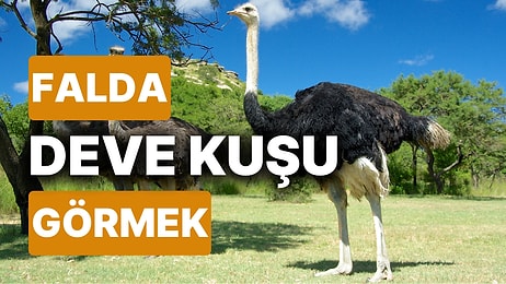 Falda Deve Kuşu Görmek Ne Anlama Gelir? Küçük Bir Değişim Hayatınızda Büyük Etki Yaratabilir