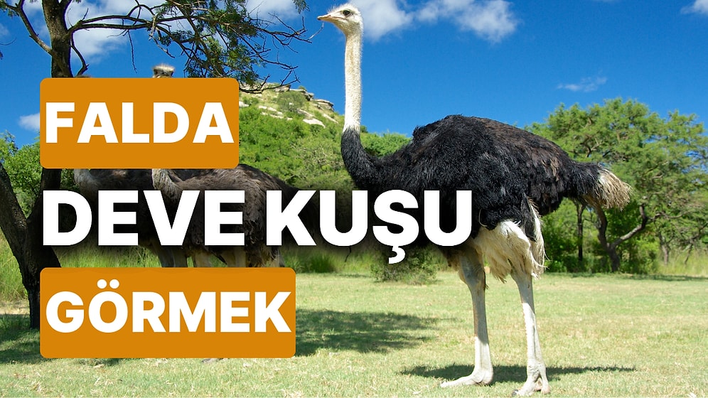 Falda Deve Kuşu Görmek Ne Anlama Gelir? Küçük Bir Değişim Hayatınızda Büyük Etki Yaratabilir