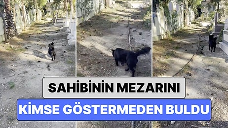 Sahibini Yakın Zamanda Kaybeden Bir Köpek Mezarlıkta Sahinin Mezarını Kimse Göstermeden Buldu