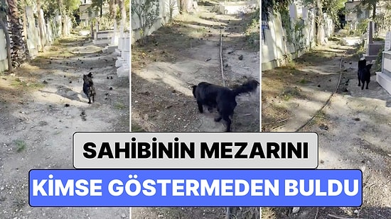 Sahibini Yakın Zamanda Kaybeden Bir Köpek Mezarlıkta Sahibinin Mezarını Kimse Göstermeden Buldu