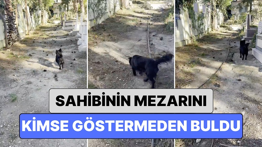 Sahibini Yakın Zamanda Kaybeden Bir Köpek Mezarlıkta Sahinin Mezarını Kimse Göstermeden Buldu