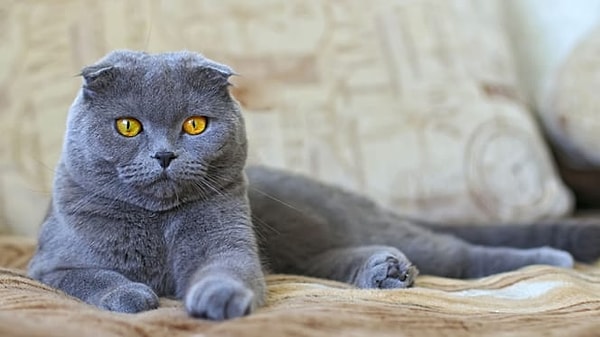 1 Ocak 2026 itibarıyla yürürlüğe girecek yasaya göre, İskoç kısa tüylü (Scottish Fold) kediler ile Sifenks (sphynx) cinsi tüysüz kediler artık sahiplenilemeyecek.