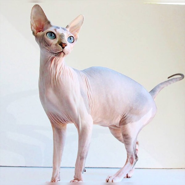 Genetik hastalık taşıyan bu kedilerden Sifenks (sphynx) cinsi tüysüz kediler, vücutlarınhttps://ilkpet.com/wp-content/uploads/2024/02/safkan-scotish-fold-nasil-anlasilir.webp