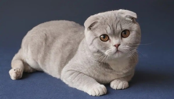 İskoç kısa tüylü (Scottish Fold) kedi cinsi ise, genetik mutasyon nedeniyle kulak, bacak ve kuyruklarında kıkırdaklarında aşırı ağrı yaşıyor.