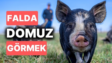 Falda Domuz Görmek Ne Anlama Gelir? Kim İyi Kim Kötü Dikkatle Ayırt Etmelisiniz!