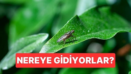 Fırtına Yaşandığında Sinek ve Böcekler Tam Olarak Nereye Kayboluyor?