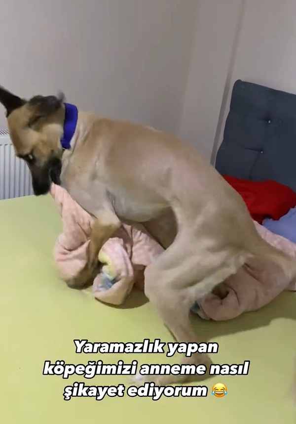 Tatlı köpek Catty yatağı birbirine katarak kudurma saatindeydi. Sahibi onu ne kadar uyarsa da uslanmak bilmedi.