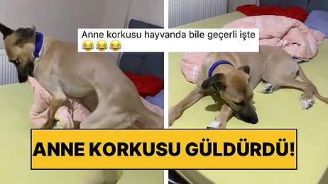 Yaramazlık Yaparken Annesine Şikayet Edilen Köpek Anında Hazır Ola Geçmesiyle Tebessüm Ettirdi