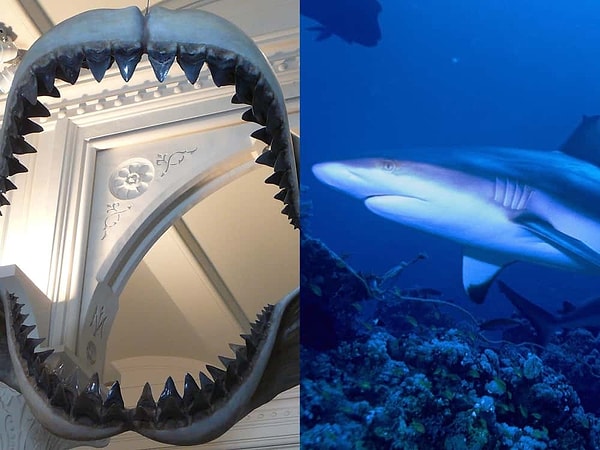 6. Yeryüzünün En Büyük Yırtıcısı: C. megalodon