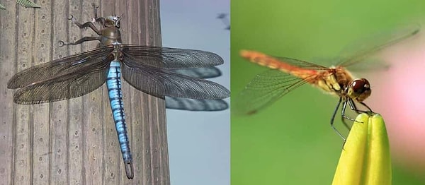 8. Küçük ve Zararsız Halleri Sizi Yanıltmasın: Meganisoptera (Griffinfly)